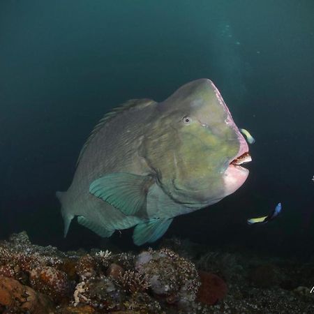 Coriana Dive Resort Waisai Zewnętrze zdjęcie