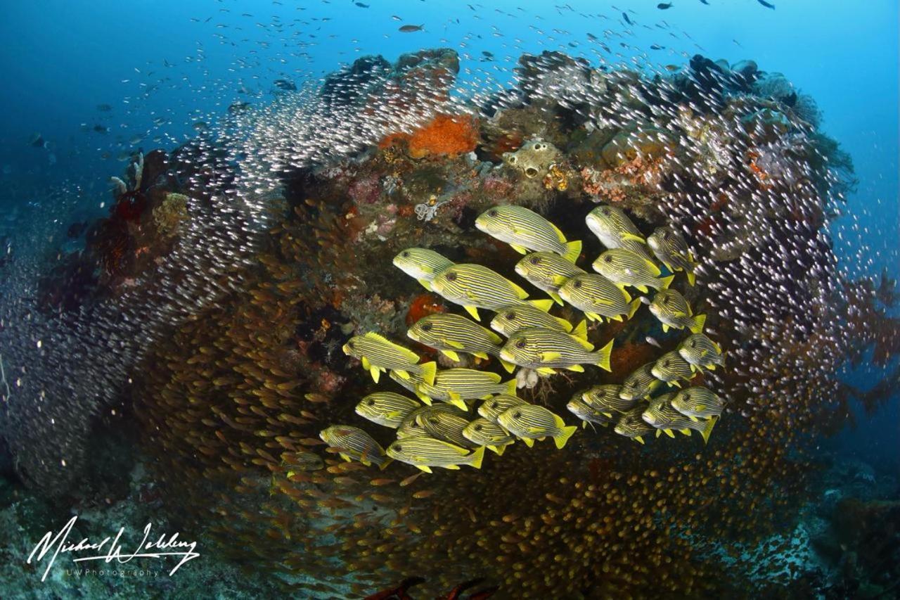 Coriana Dive Resort Waisai Zewnętrze zdjęcie